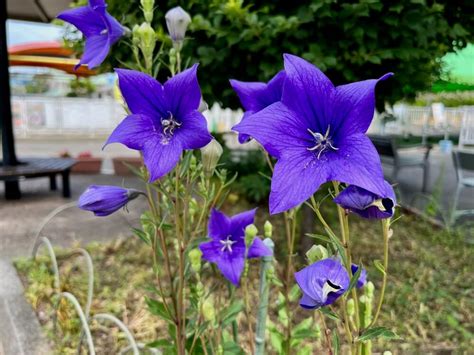 桔梗 風水|【桔梗（キキョウ）の花言葉】色別や種類別の意味を。